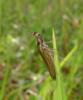 Pleurota sp.